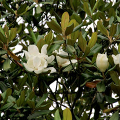 Magnolia grandiflora seeds 1kg