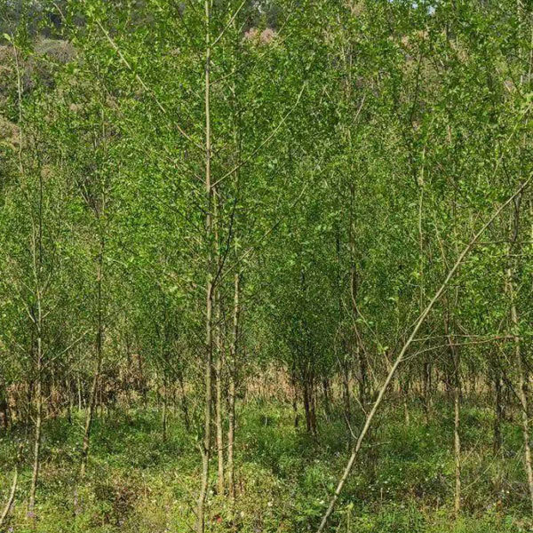 Alnus cremastogyne/Alder seeds 1kg