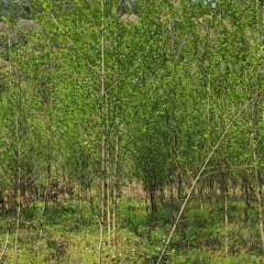 Alnus cremastogyne/Alder seeds 1kg