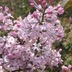 Lilac seeds/Syringa oblata seeds 1kg