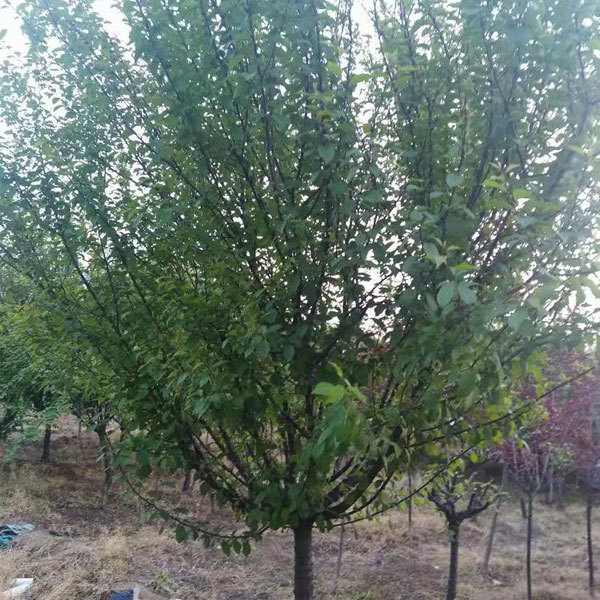 Amygdalus triloba seeds 1kg