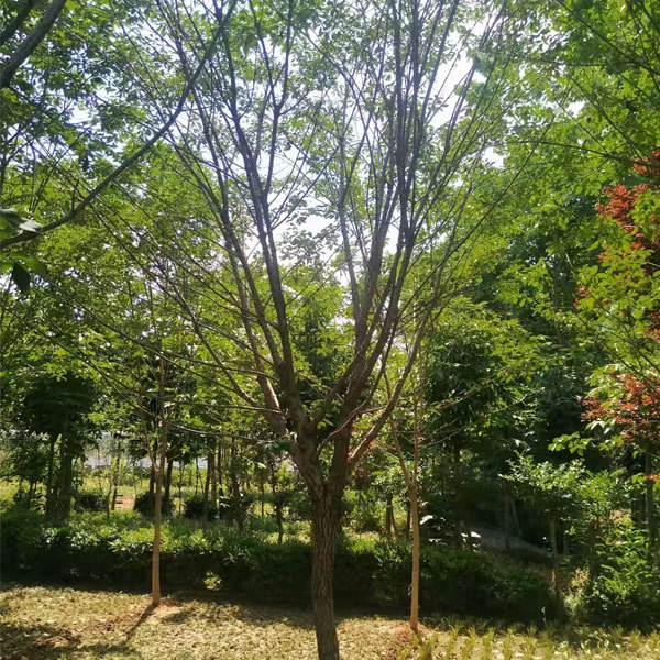 Chionanthus retusus seeds 1kg