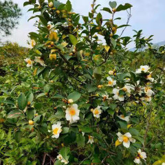 Camellia oleosa/White camellia seeds 1kg