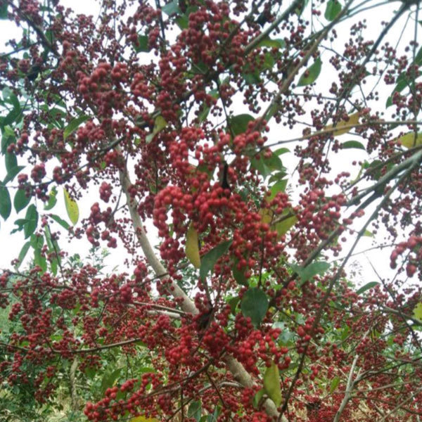 llex corallina Franch seeds/llex seed 1kg