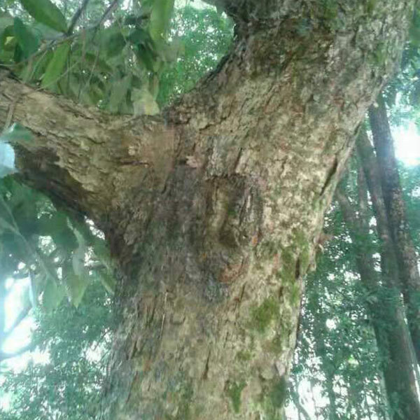 Castanopsis sclerophylla seeds 1kg