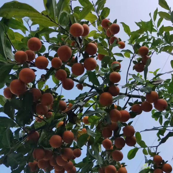 Diospyros cathayensis/Diospyros armata seeds 1kg