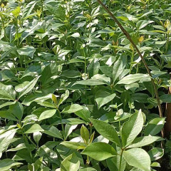 Illicium verum seeds 1kg
