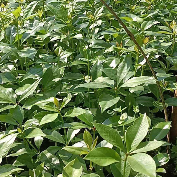 Illicium verum seeds 1kg