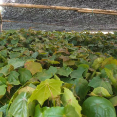 Mytilaria laosensis seeds 1kg