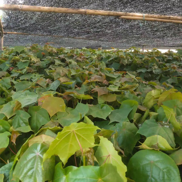 Mytilaria laosensis seeds 1kg