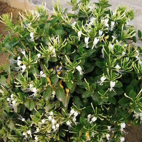 Lonicera japonica/honeysuckle seeds 1kg