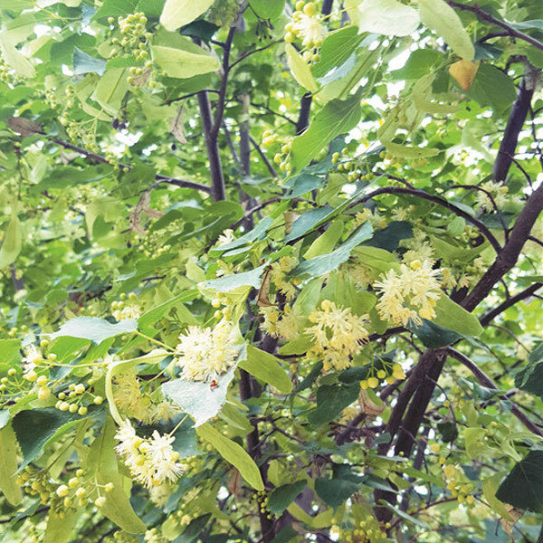 Tilia amurensis seeds 1kg