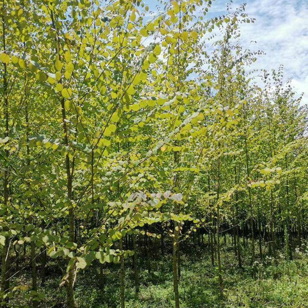 Cercidiphyllum japonicum/katsura tree seeds 1kg