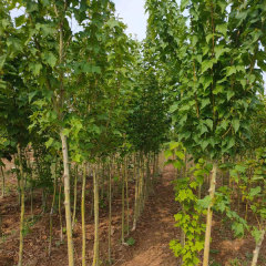 Tilia seeds/Linden seeds/Basswood seeds 1kg