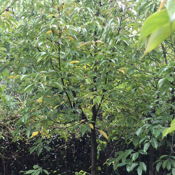 Dendrobenthamia hongkongensis seeds 1kg