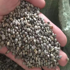 Swida alba seeds 1kg