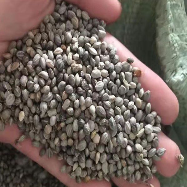 Swida alba seeds 1kg