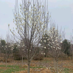 Magnolia denudata seeds 1kg
