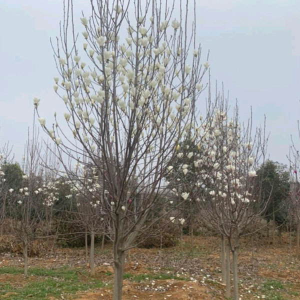 Magnolia denudata seeds 1kg