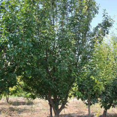 Malus micromalus/Malus robusta seeds 1kg