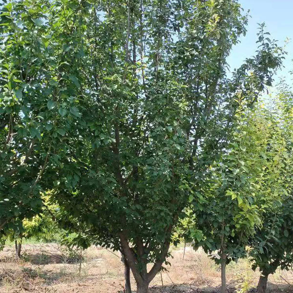 Malus micromalus/Malus robusta seeds 1kg