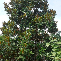 Magnolia grandiflora seeds 1kg