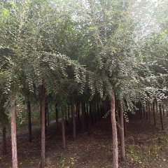 Ulmus pumila/White elm seeds 1kg