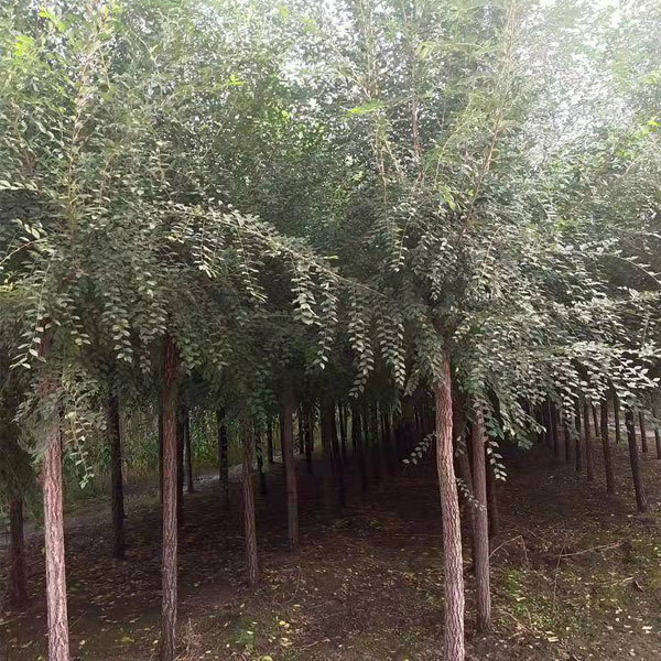 Ulmus pumila/White elm seeds 1kg