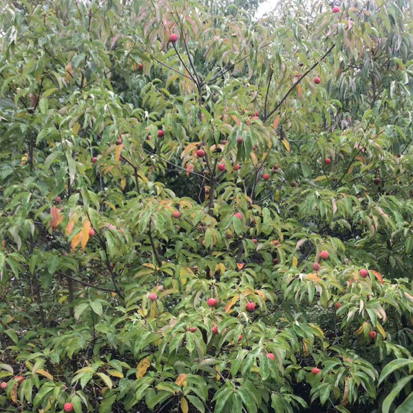 Dendrobenthamia hongkongensis seeds 1kg