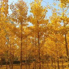 Ginkgo biloba/Gingko seeds 1kg