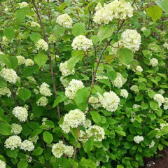 Viburnum macrocephalum seeds 1kg