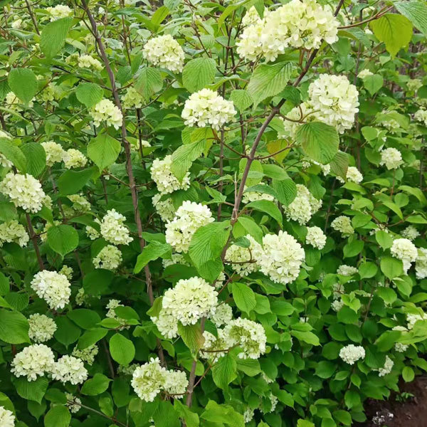 Viburnum macrocephalum seeds 1kg