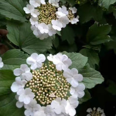 Viburnum opulus/Viburnum sargentii seeds 1kg