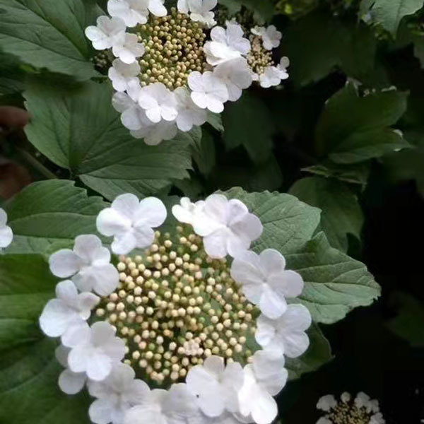 Viburnum opulus/Viburnum sargentii seeds 1kg