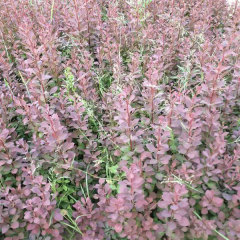 Berberis thunbergii seeds 1kg