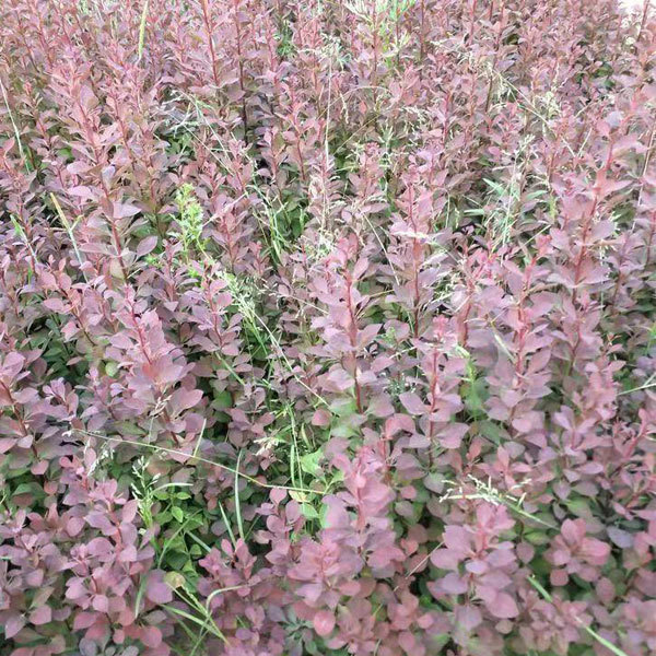 Berberis thunbergii seeds 1kg