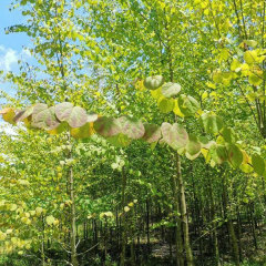 Cercidiphyllum japonicum/katsura tree seeds 1kg