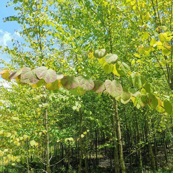 Cercidiphyllum japonicum/katsura tree seeds 1kg