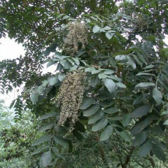 Rhus chinensis seeds 1kg