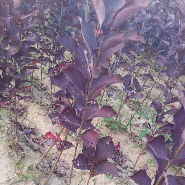 Padus virginiana seeds 1kg