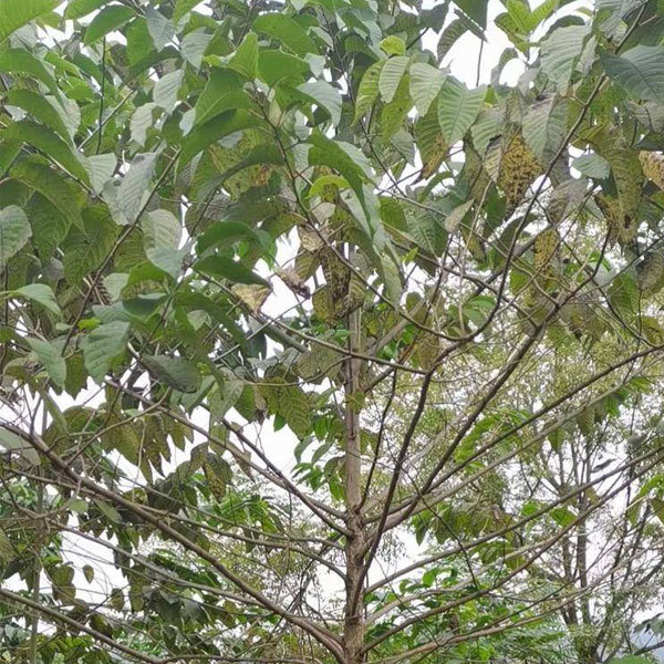 Camptotheca acuminata seeds 1kg