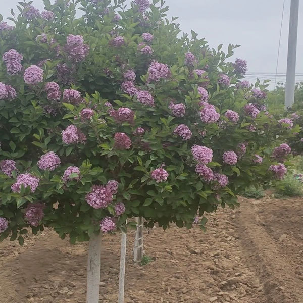 Syringa reticulata/Syringa amurensis seeds 1kg