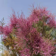 RED WILLOW seeds 1kg