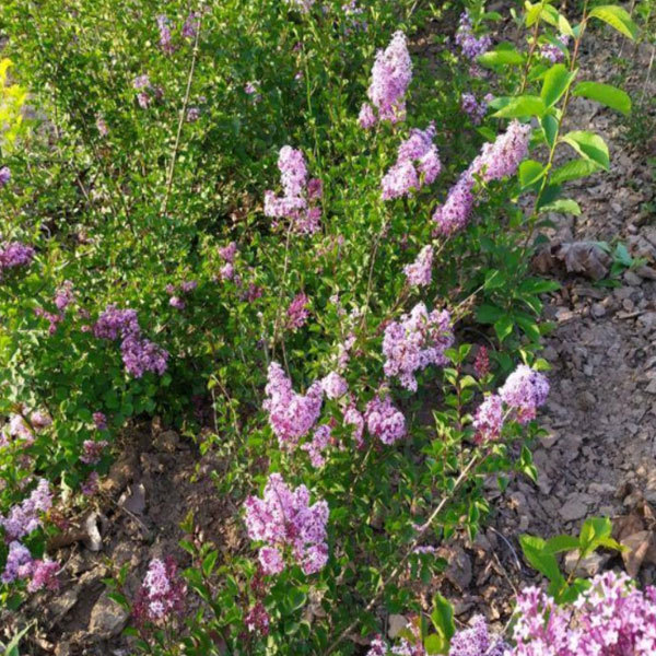 Lilac seeds/Syringa oblata seeds 1kg