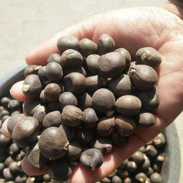Xanthoceras sorbifolia seeds 1kg