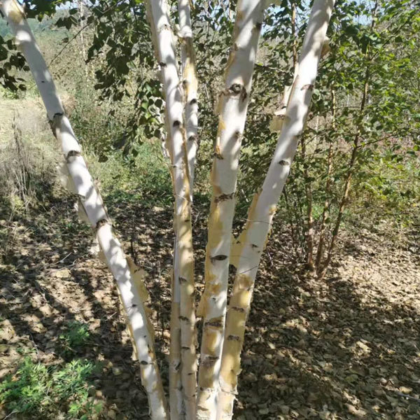 White Birch/Betula platyphylla seeds 1kg