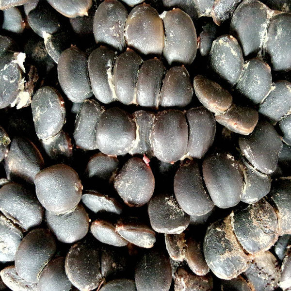 Erythrophleum fordii seeds 1kg