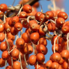 Elaeagnus angustifolia seeds 1kg