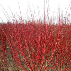 Swida alba seeds 1kg