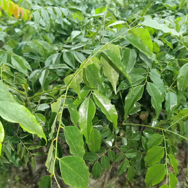 Erythrophleum fordii seeds 1kg